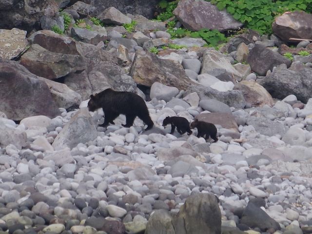 �q�O�}�̐e�q_�m�����E��Y�N���[�YFOX��