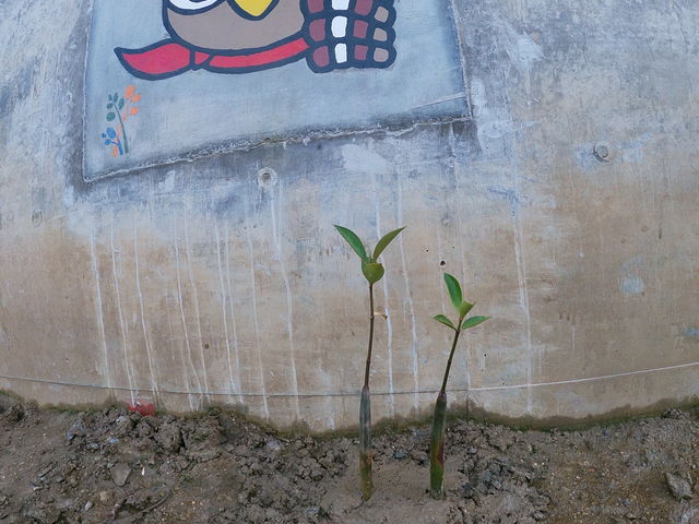 大きく育ってね。_OHCUS石垣島