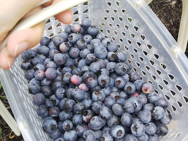 ���y�Y�p�ɂ�������̂��]�҂ɂ́A�J�S��݂��Ă��������܂��B_�Ԃ�ׂ̎�