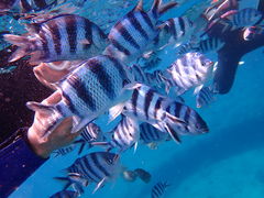 䂤Divingshop Ryoւ̓eʐ^1