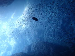 Divingshop Ryo̎ʐ^2