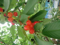 肳̂܂邦όʎւ̓eʐ^1