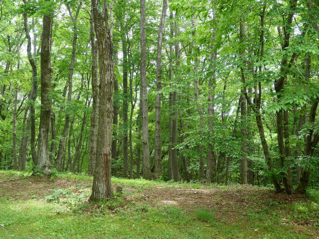 �X�̒��̔��p�ق͎G�؂̂₳�������ɕ�܂�Ă��܂��B_�F�s�{���p��