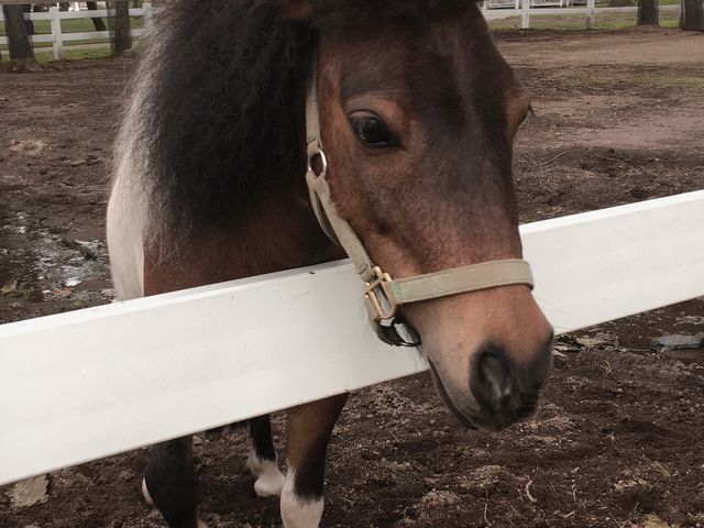 �C�P�����|�j�[_�m�[�U���z�[�X�p�[�N