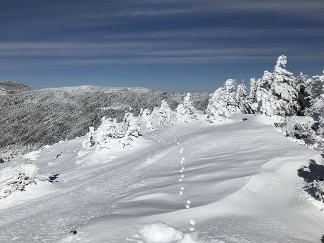 �������Ȃ�ł͂̃��Y�~�J���ȑ���_���P�R