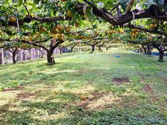 񂳂̗Y@Xؔ_ւ̓eʐ^1