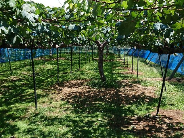 sI[l
􂪂ƂĂłB_}_C_