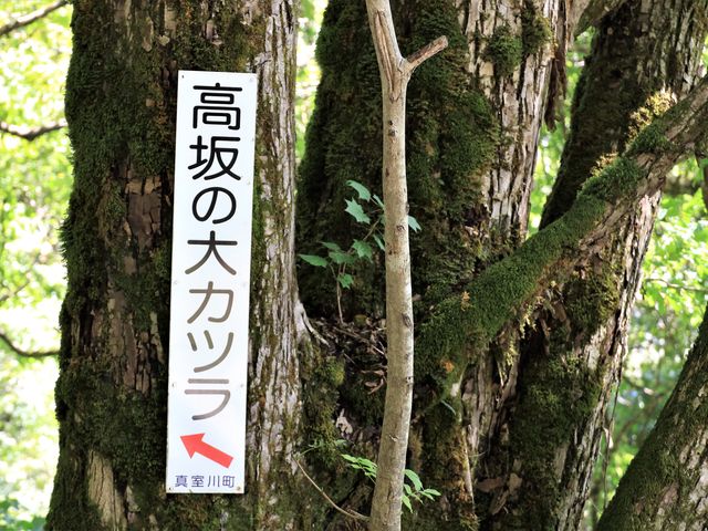 Ƃ񂳂̍_i~ԗ΁j̓eʐ^5