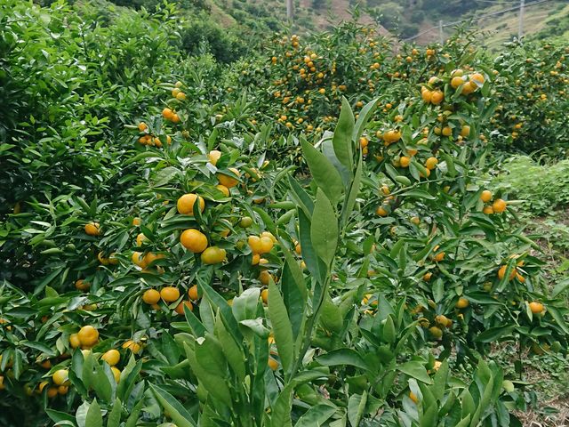 Ɛ斘݂񉀂ł_݂񋤓_