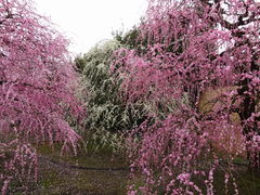 ǁ[̗鎭̐X뉀ւ̓eʐ^1