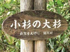 Ƃ񂳂̏̑吙igg̖؁jւ̓eʐ^1