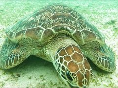 h`F̃TSƃhJւ̓eʐ^1