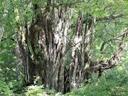 Ƃ񂳂̍_i~ԗ΁j̓eʐ^7