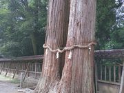 �I�l�}�}����̔d������̋{�ɘa�_�Ђ̓��e�ʐ^5