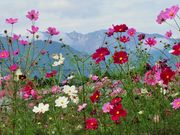 񂳂̒AvXԂ̗̃RXX̓eʐ^8