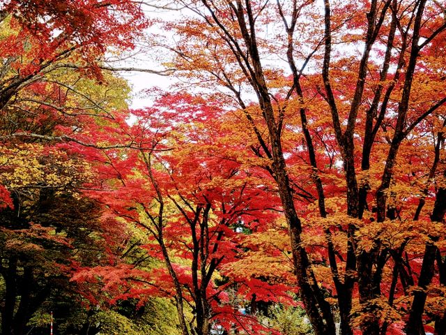 土津神社の紅葉見事!_土津神社