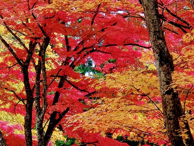 土津神社の紅葉_土津神社