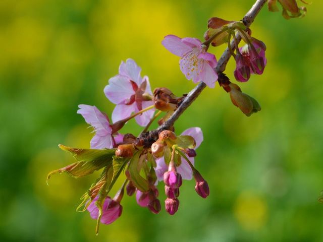 �ό��_���ԂЂ��_�ό��_���ԂЂ��