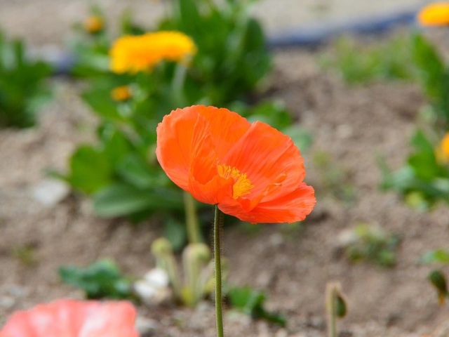 �ό��_���ԂЂ�� �|�s�[_�ό��_���ԂЂ��