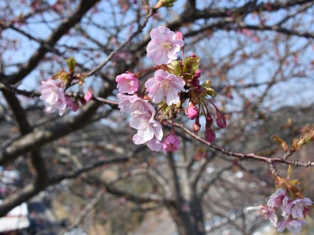 �ό��_���ԂЂ��_�ό��_���ԂЂ��