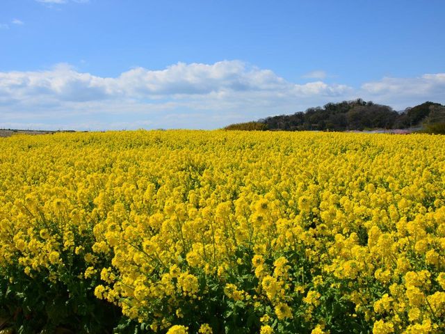 �ό��_���ԂЂ��_�ό��_���ԂЂ��