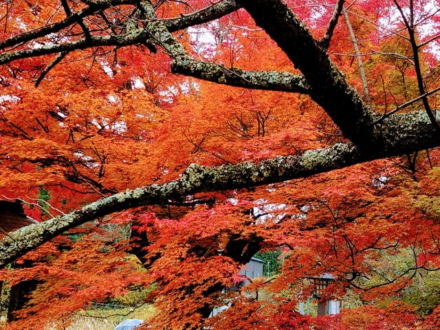 土津神社にて、見事な紅葉です_土津神社