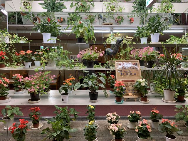 �P�K�����ɂ���r���̉ԁX_�Ώ�ɕ����Ԑ�i�̏h�@�͂킢����@��N��