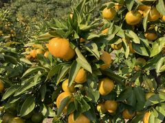 ܁[񂳂̂ԉʎւ̓eʐ^1