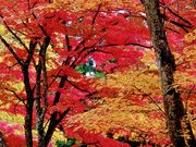 yu]cyan̓yÐ_Ђ̓eʐ^1