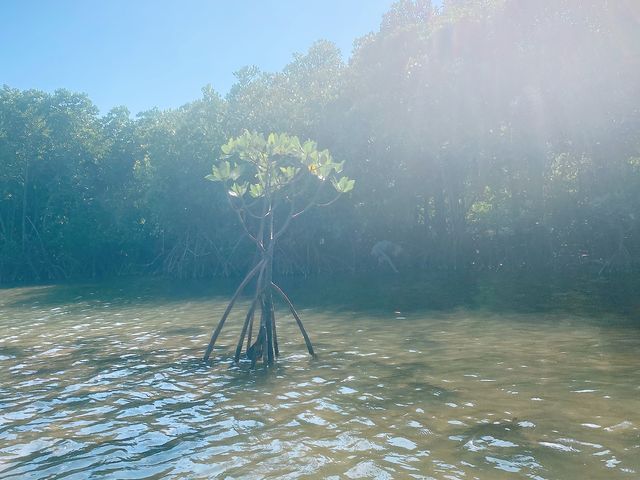 マングローブ_OHCUS石垣島