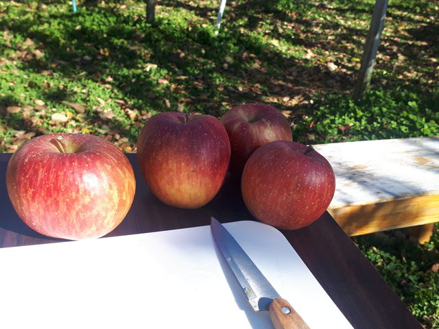 �܂ȔA��A������o�P�c��n����܂��B_����񂲉�