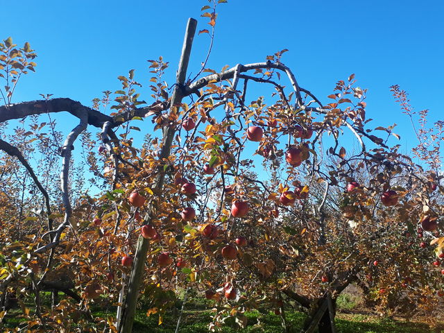 ��������̃����S_����񂲉�