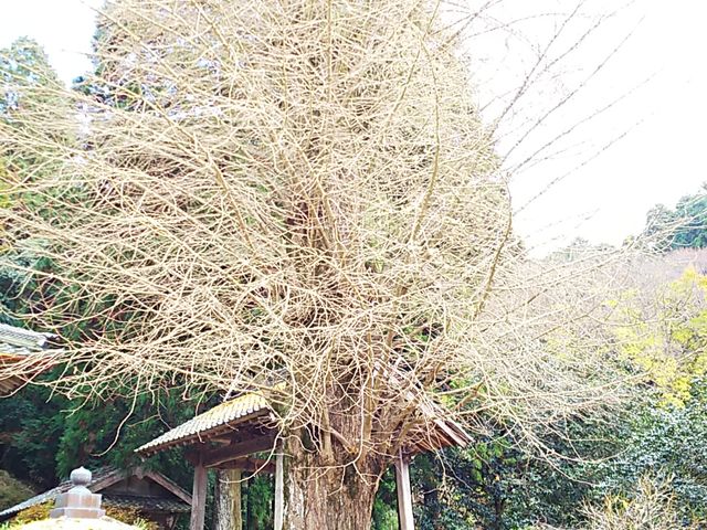 ��ǂ̑��_��R��