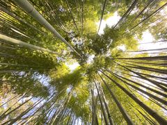 きよさんの報国寺の竹林への投稿写真1