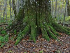 ݁[̐AEghAZ^[(X)ւ̓eʐ^1