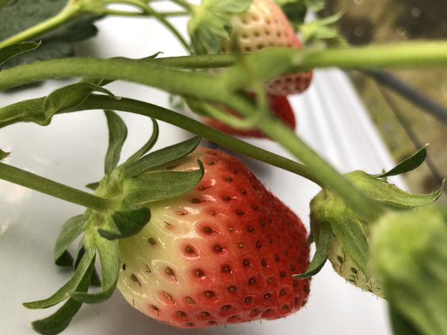 �g�ق���_�悩���񂢂���