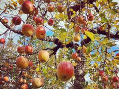 neco����̃u���x���[�t�@�[��(�� �O�h�_��)�ւ̓��e�ʐ^1