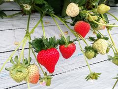 emiemîׂ̂ւ̓eʐ^1