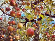 necõux[t@[( Oh_)̓eʐ^1