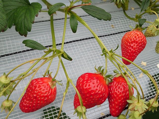 Ђ̂Ńt@[̊F񂠂肪Ƃ܂B
܂A܂ˁB_Ђ̂Ńt@[