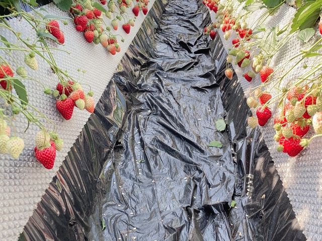 �����Ȃ�`_�ÎR�_��