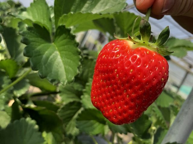 ���Ȃ�Â��ł��I�I_�K�C���t�@�[��(���c�t�@�[���j