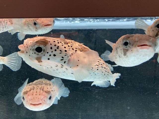 �n���Z���{���̐Ԃ����_�ނ�Ɣp�Z������