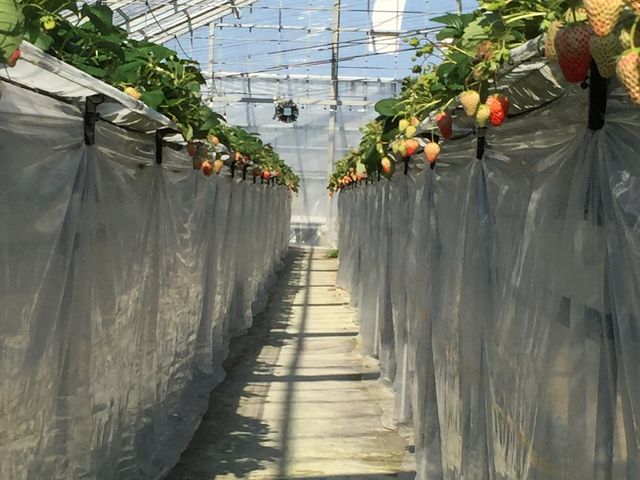 �Q�̃n�E�X�ɂ������������ς��I_�C�ӂ̂�������