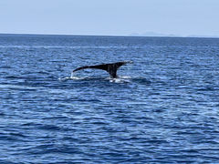 Sunnyside����̐���r�[�`�}�����N���u�ւ̓��e�ʐ^1