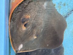 Ƃ񂳂̂ނƔpZقւ̓eʐ^1