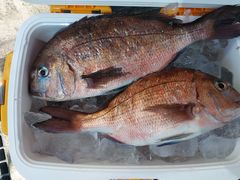 akimarůCޖx@ނ̓Cւ̓eʐ^1