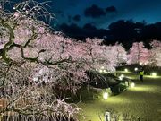 ݂肳̗鎭̐X뉀̓eʐ^1