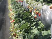 ��肳��̃X�g���x���[�n�E�X���Ă̓��e�ʐ^1