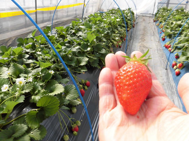 �傫���ā`����_䕉����߃n�E�X